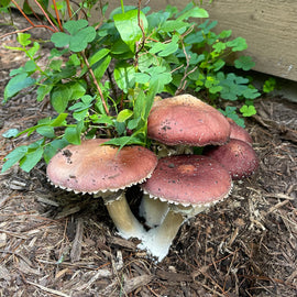 How To Grow Mushrooms Outside in Your Garden