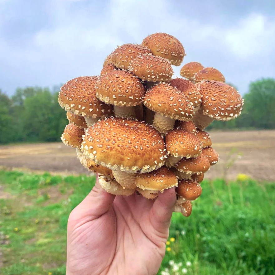 Species Spotlight Chestnut Mushrooms North Spore