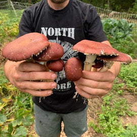 How to Grow Wine Cap Mushrooms