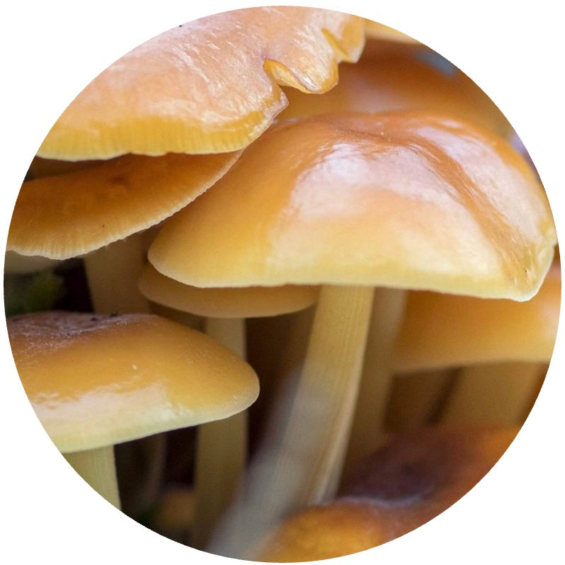 Enoki – North Spore