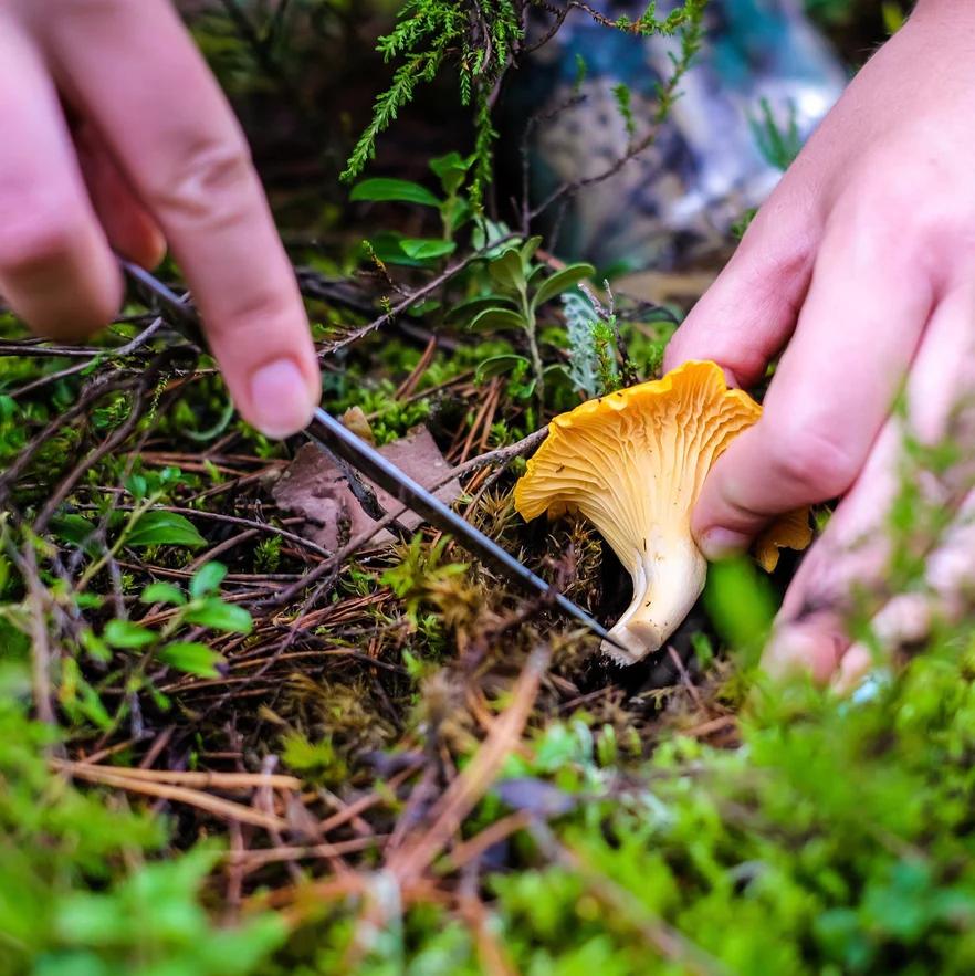 harvesting chanterelle mushroom in the woods