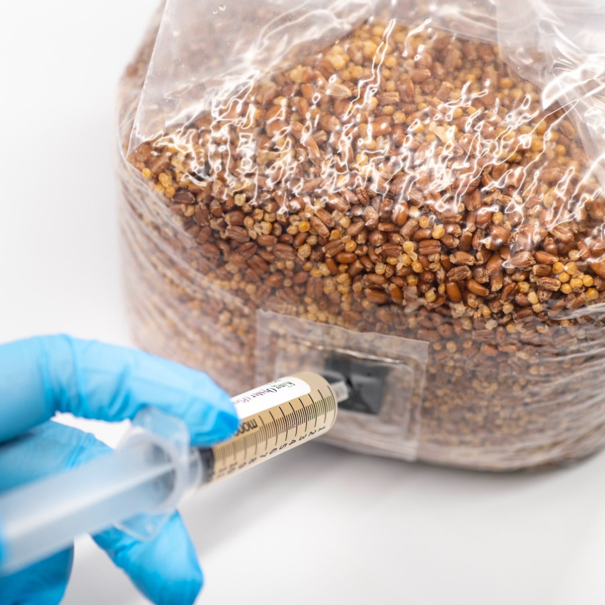 liquid culture syringe injected into grain spawn bag