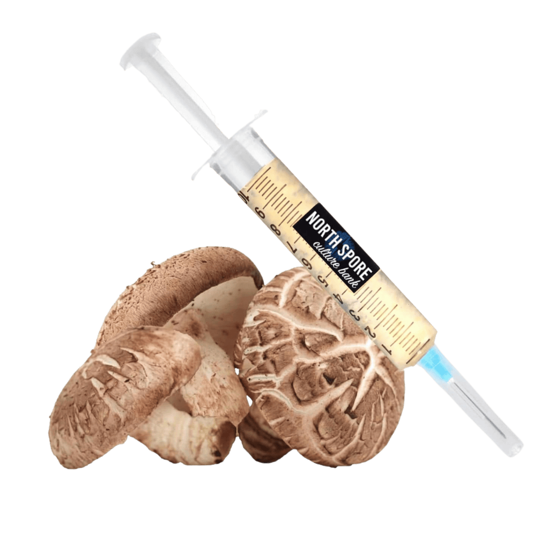 Shiitake Mushroom Liquid Culture Syringe | North Spore