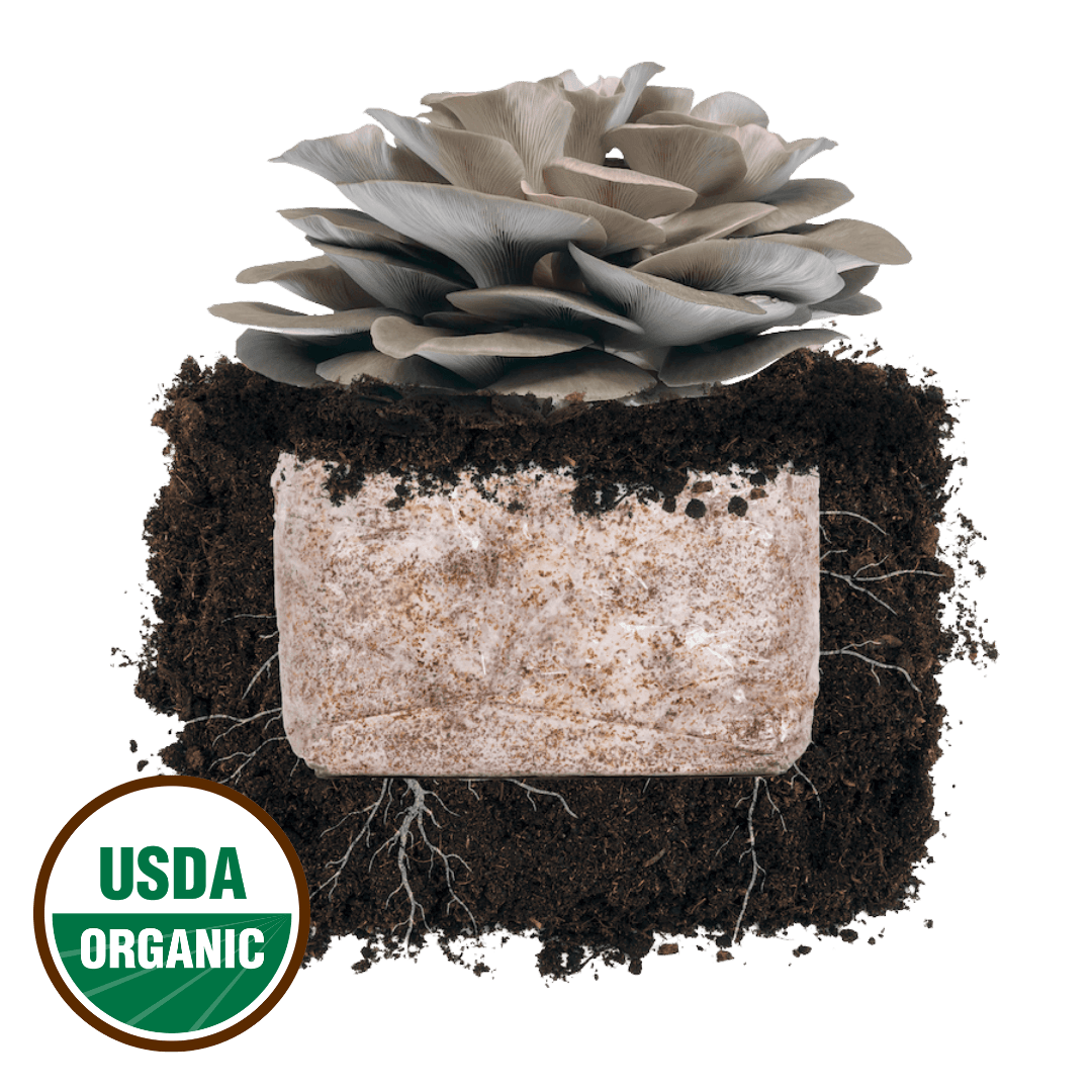 mushroom growing in succulent pot Italian Oyster Mushroom 'Plant & Grow' Garden Block