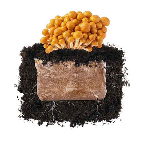 Nameko 'Plant & Grow' Garden Block