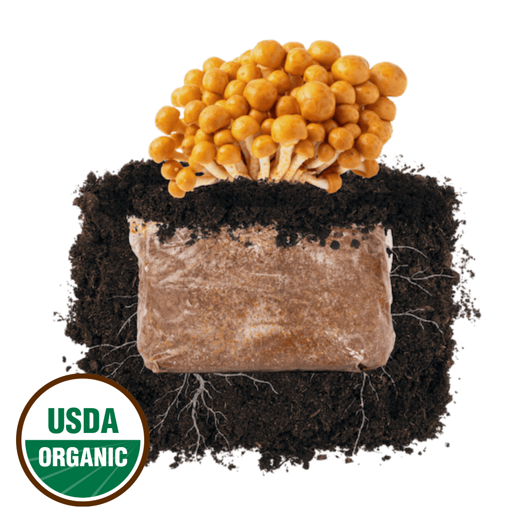 Nameko Mushroom 'Plant & Grow' Garden Block | Outdoor Mushroom