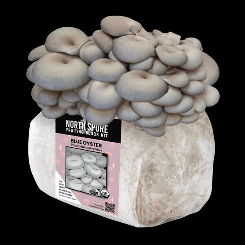 Organic Blue Oyster Mushroom Fruiting Block