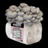 Organic Blue Oyster Mushroom Fruiting Block