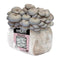 Organic Blue Oyster Mushroom Fruiting Block
