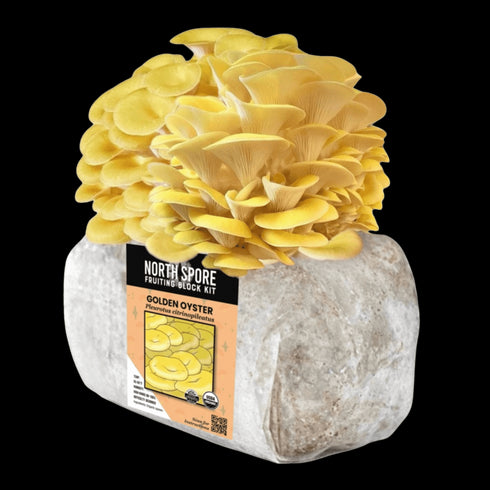 Organic Golden Oyster Mushroom Grow Kit Fruiting Block
