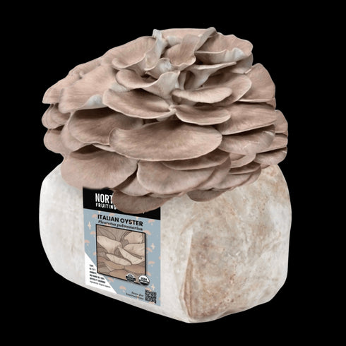 Organic Italian Oyster Mushroom Grow Kit Fruiting Block
