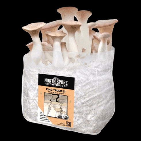 Organic King Trumpet Mushroom Grow Kit Fruiting Block
