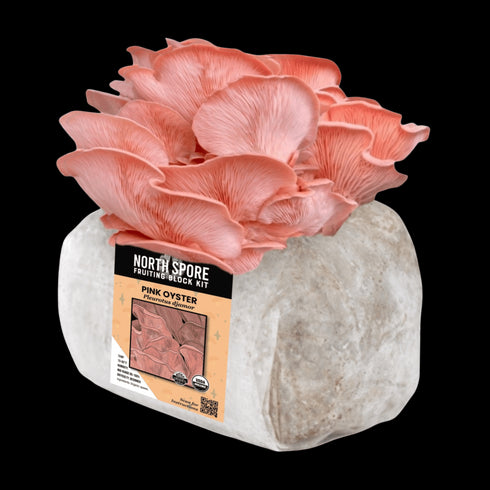 Organic Pink Oyster Mushroom Grow Kit Fruiting Block