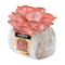 Organic Pink Oyster Mushroom Grow Kit Fruiting Block