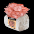 Organic Pink Oyster Mushroom Grow Kit Fruiting Block