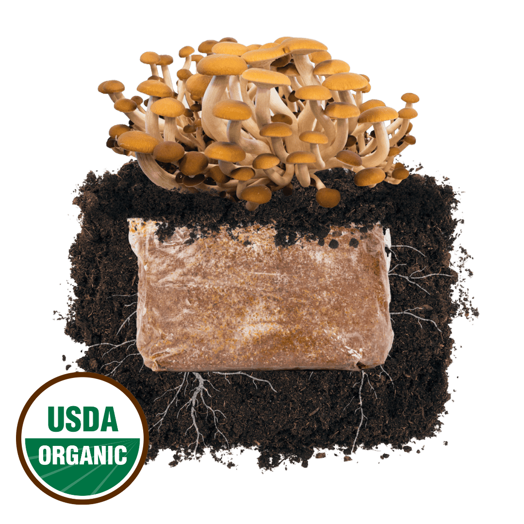 Pioppino Mushroom 'Plant & Grow' Garden Block | Outdoor Mushroom