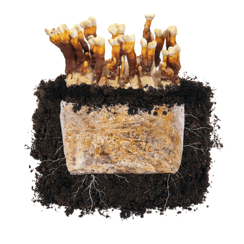 Reishi 'Plant & Grow' Garden Block