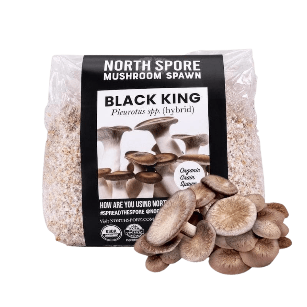 『black space mushroom』 Organic Black King Mushroom Grain Spawn | North Spore