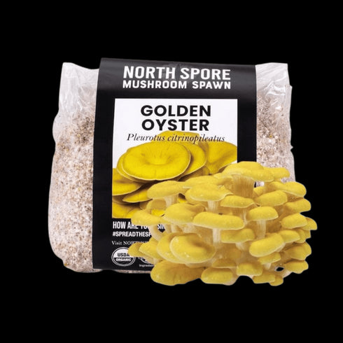 Organic Golden Oyster Mushroom Grain Spawn