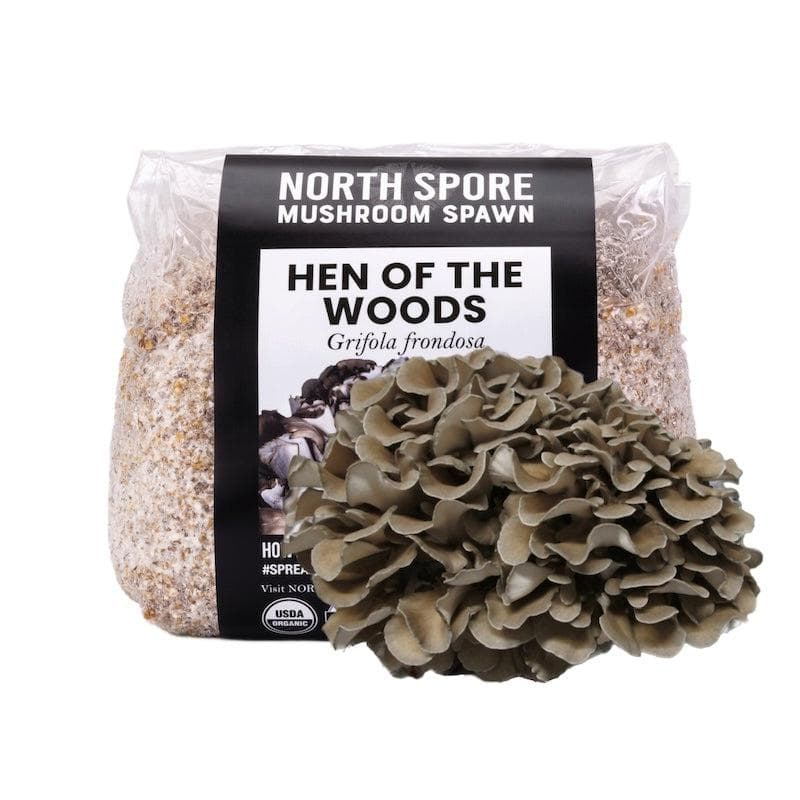 How to Grow Maitake Mushrooms: Indoor And Outdoor Methods Compared