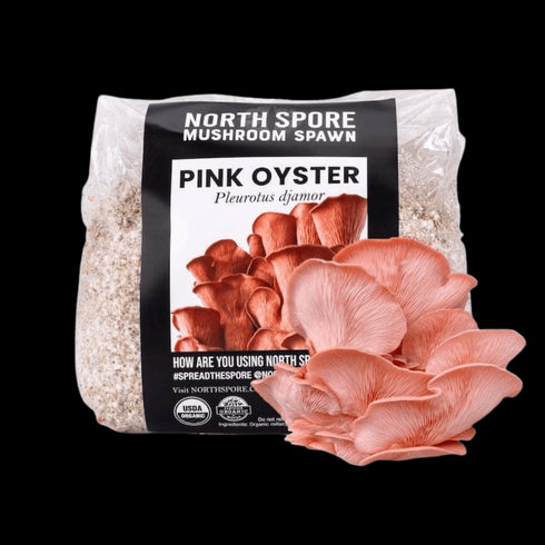 Organic Pink Oyster Mushroom Grain Spawn