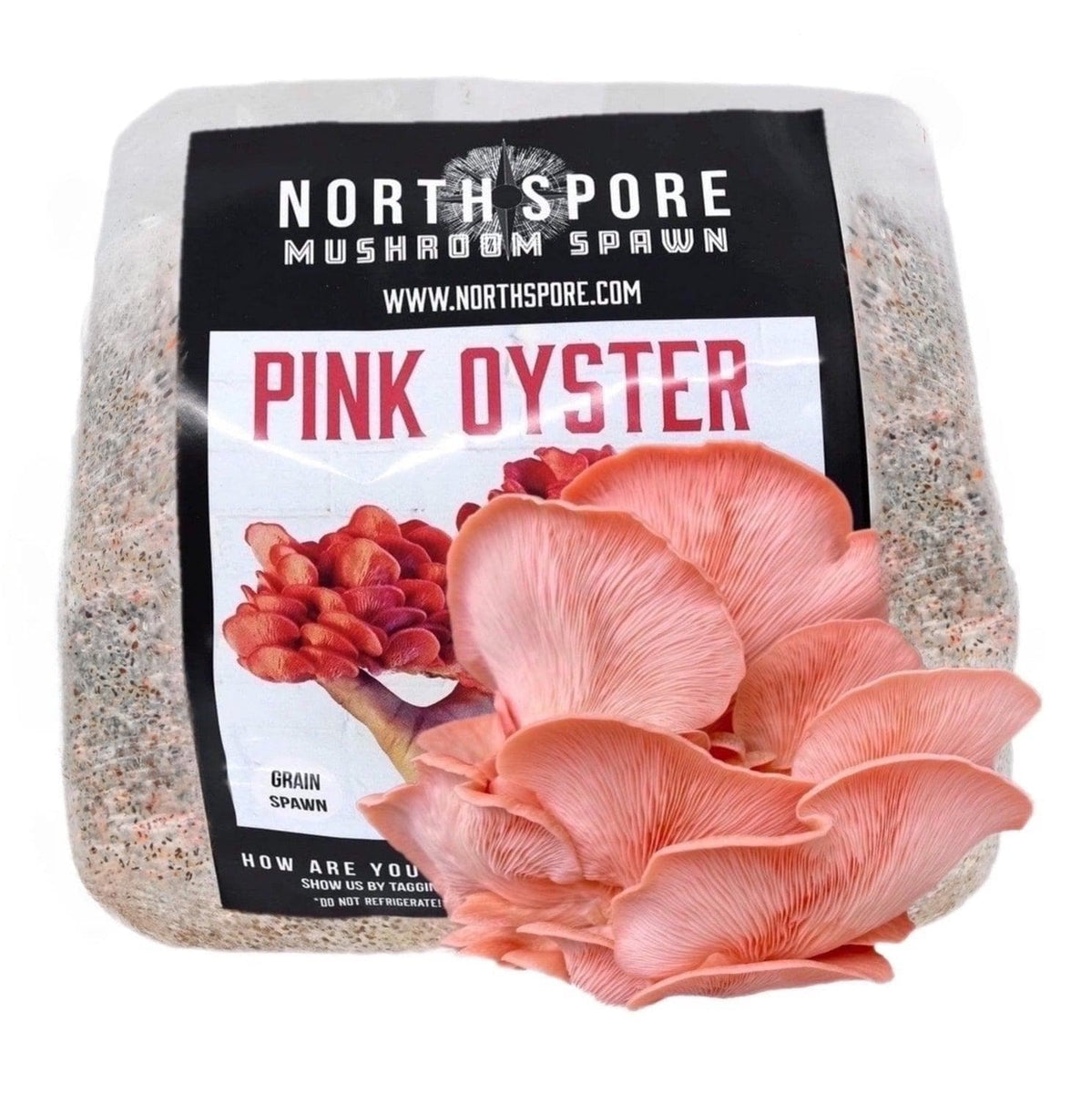 Premium Pink Oyster Mushroom Spawn - 1 Quart Jar