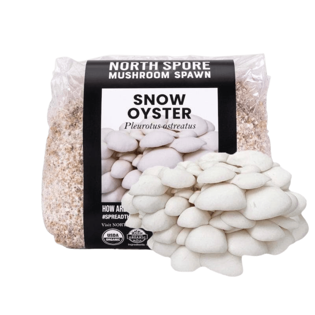 Organic Snow Oyster Mushroom Grain Spawn | North Spore