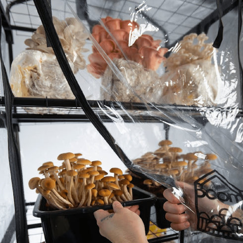 'BoomRoom II' Automated Martha Tent Mushroom Grow System