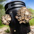 'MushBucket' Mushroom Bucket Grow Kit