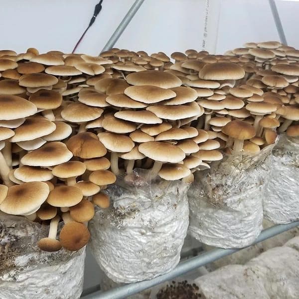Growing Mushrooms