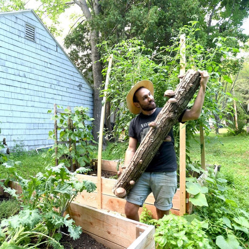 Mushroom Log Beginner Bundle