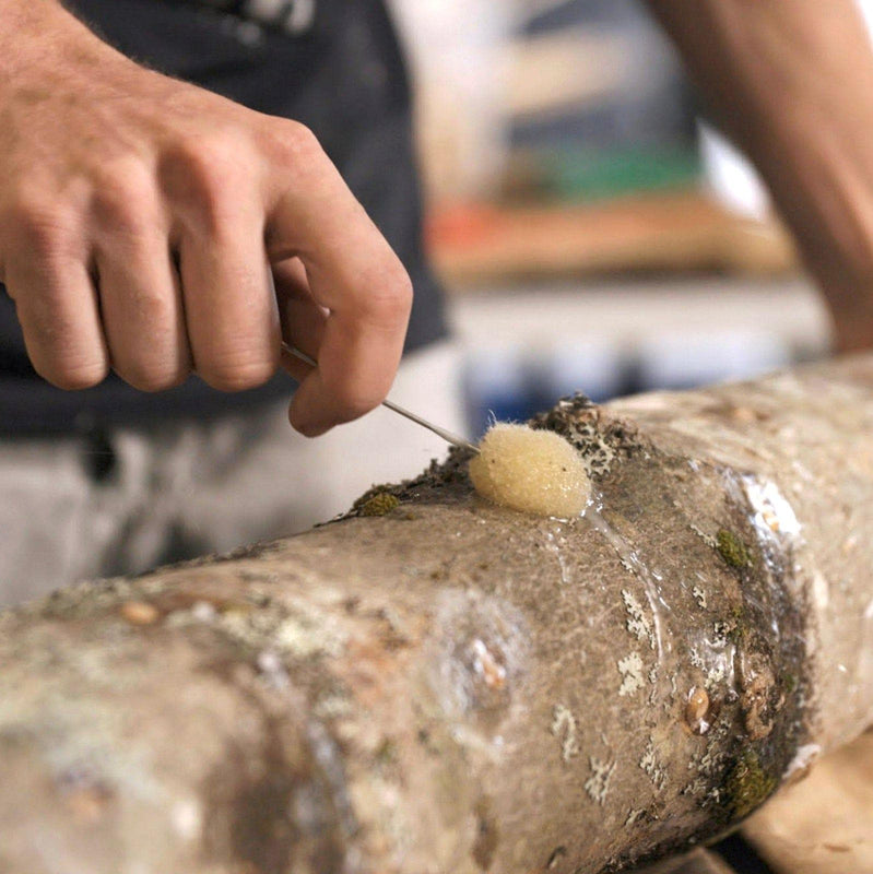 Mushroom Log Beginner Bundle