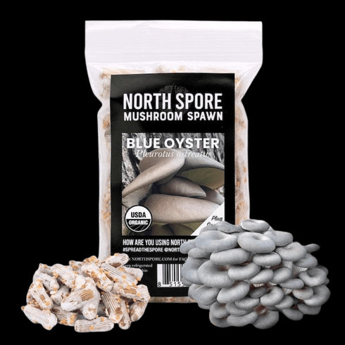 Organic Blue Oyster Mushroom Plug Spawn