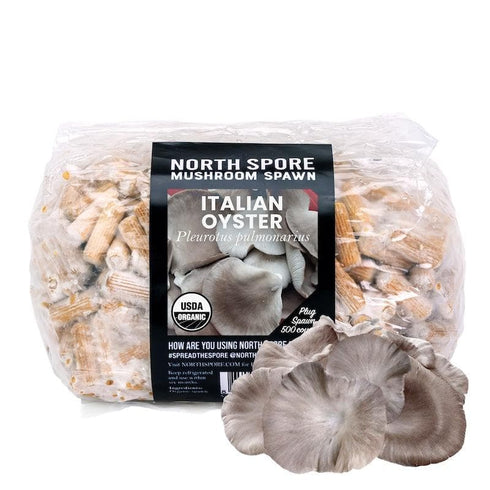 Organic Italian Oyster Mushroom Plug Spawn