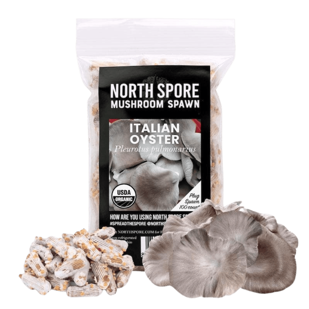Organic Italian Oyster Mushroom Plug Spawn  North Spore