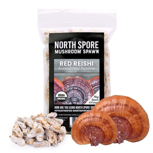Organic Red Reishi Mushroom Plug Spawn