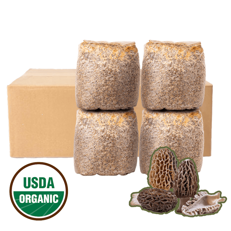 Organic Morel Mushroom Garden Kit | North Spore