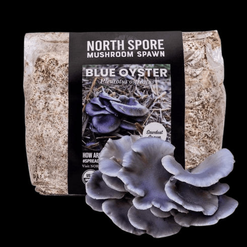 Organic Blue Oyster Mushroom Sawdust Spawn