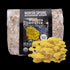 Organic Golden Oyster Mushroom Sawdust Spawn