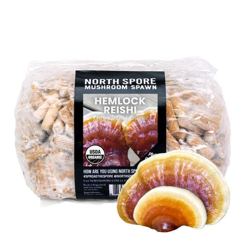 Organic Hemlock Reishi Mushroom Plug Spawn