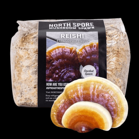 Organic Hemlock Reishi Mushroom Sawdust Spawn