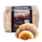 Organic Hemlock Reishi Mushroom Sawdust Spawn