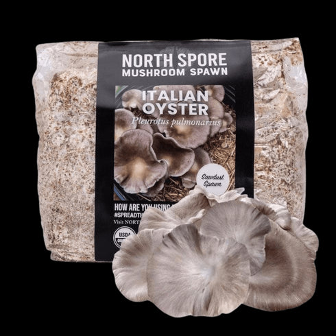 Organic Italian Oyster Mushroom Sawdust Spawn