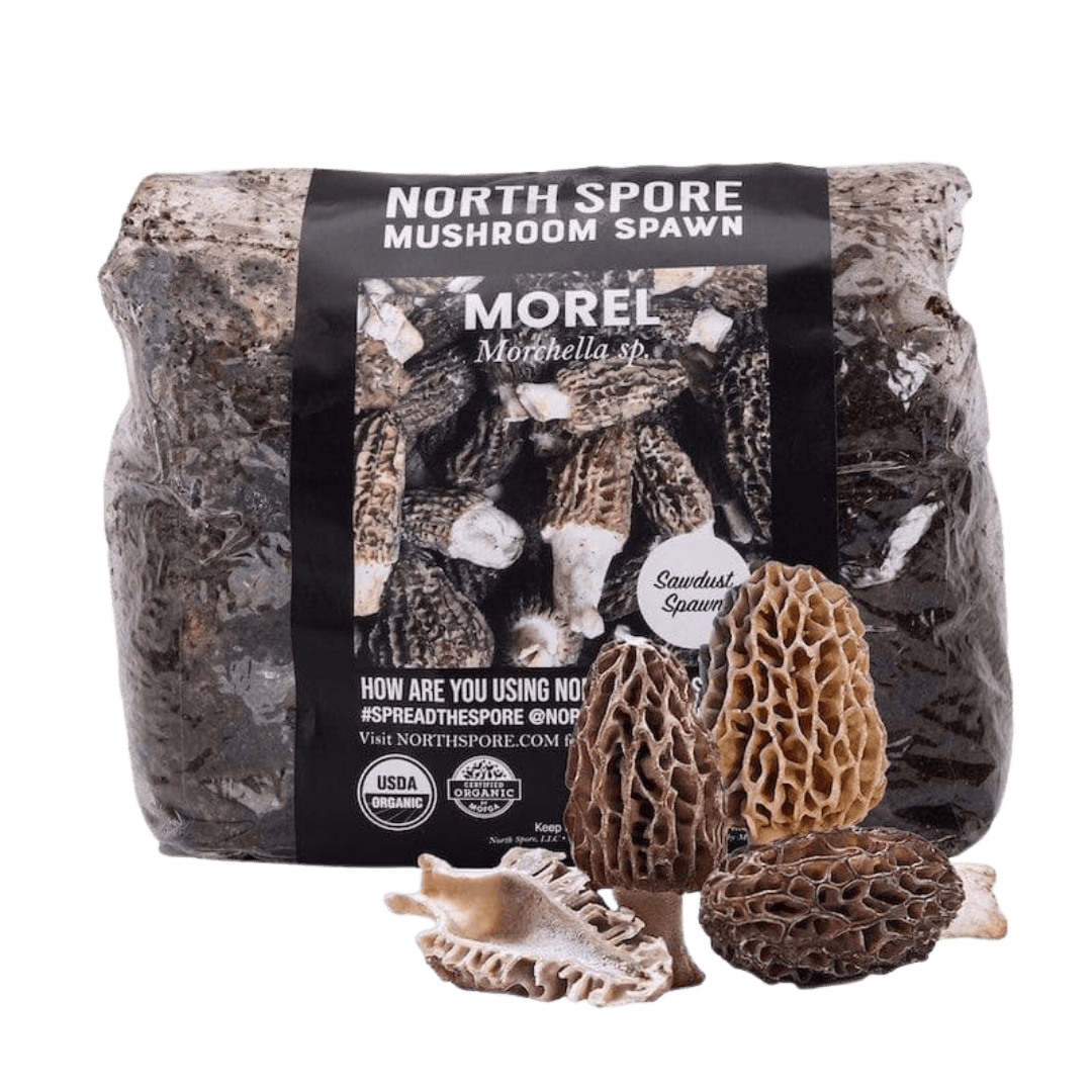 mushroom　0120 Organic Morel Mushroom Sawdust Spawn | North Spore