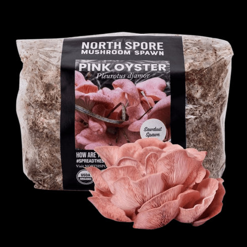 Organic Pink Oyster Mushroom Sawdust Spawn