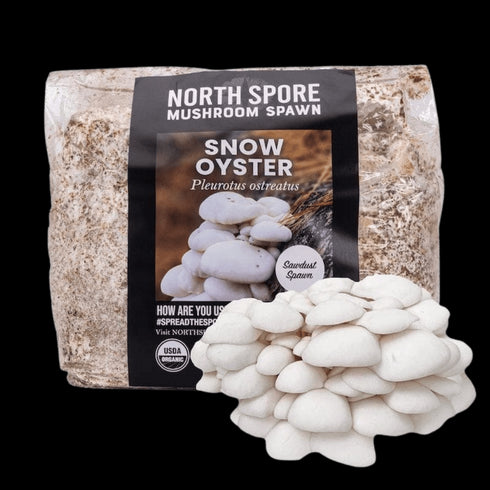 Organic Snow Oyster Mushroom Sawdust Spawn