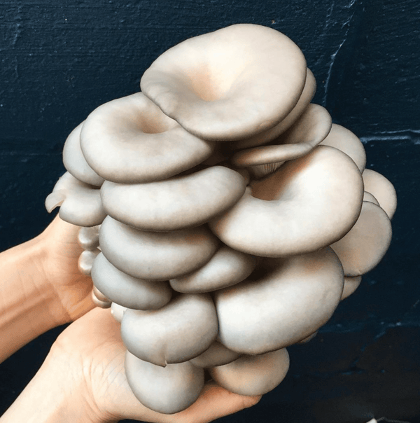 Spray & Grow Kit Organic Blue Oyster ‘Spray & Grow’ Mushroom Growing Kit