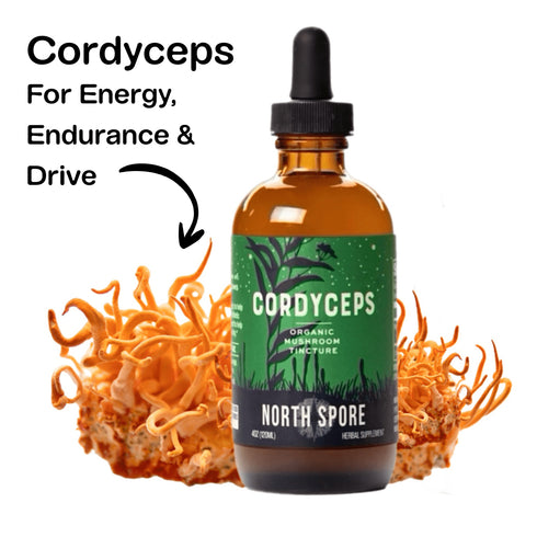 Mind & Body Mushroom Tincture Variety Pack (Large)