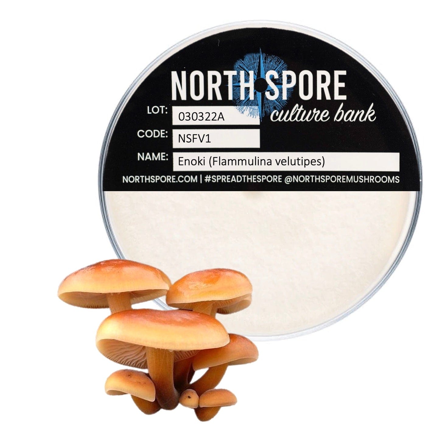 Enoki (Enokitake) Mushroom Culture Plates | North Spore
