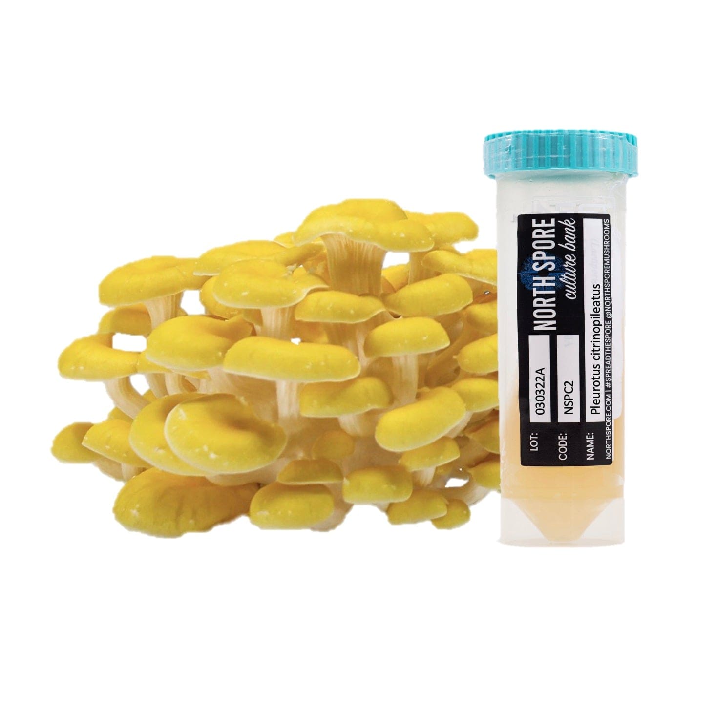 Golden Oyster Mushroom Slant Cultures | North Spore